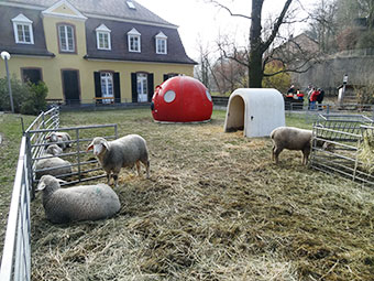 Schafe auf Museumswiese