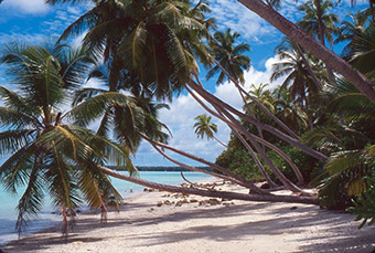 Palmenstrand auf dem größten Atoll der Erde.