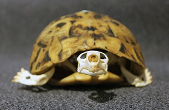 Präpariertes Schildkrötenskelett