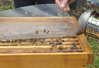 Bienenbeute und Smoker