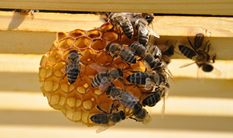 Bienen produzieren Wachs zum Wabenbau