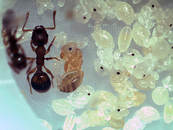Kleinlebewesen erforschen Set Natur beobachten Insekten Ameisen 