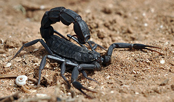 Skorpion der Gattung Androctonus
