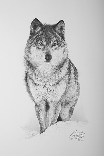 Zeichnung Wolf