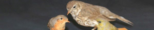 Vogel und Nestbau