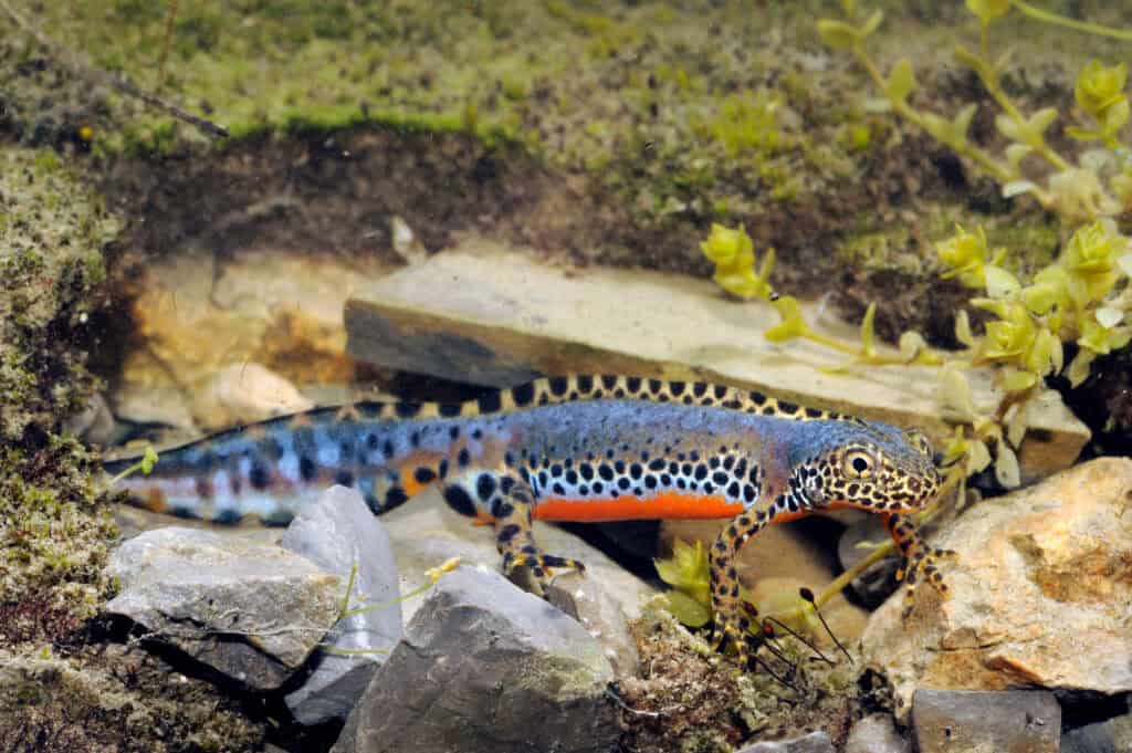 Das Foto zeigt einen männlichen Bergmolch zur Paarungszeit. Er ist auf dem Rücken blau, am Bauch orange gefärbt und trägt dunkle Flecken an verschiedenen Stellen des Körpers.