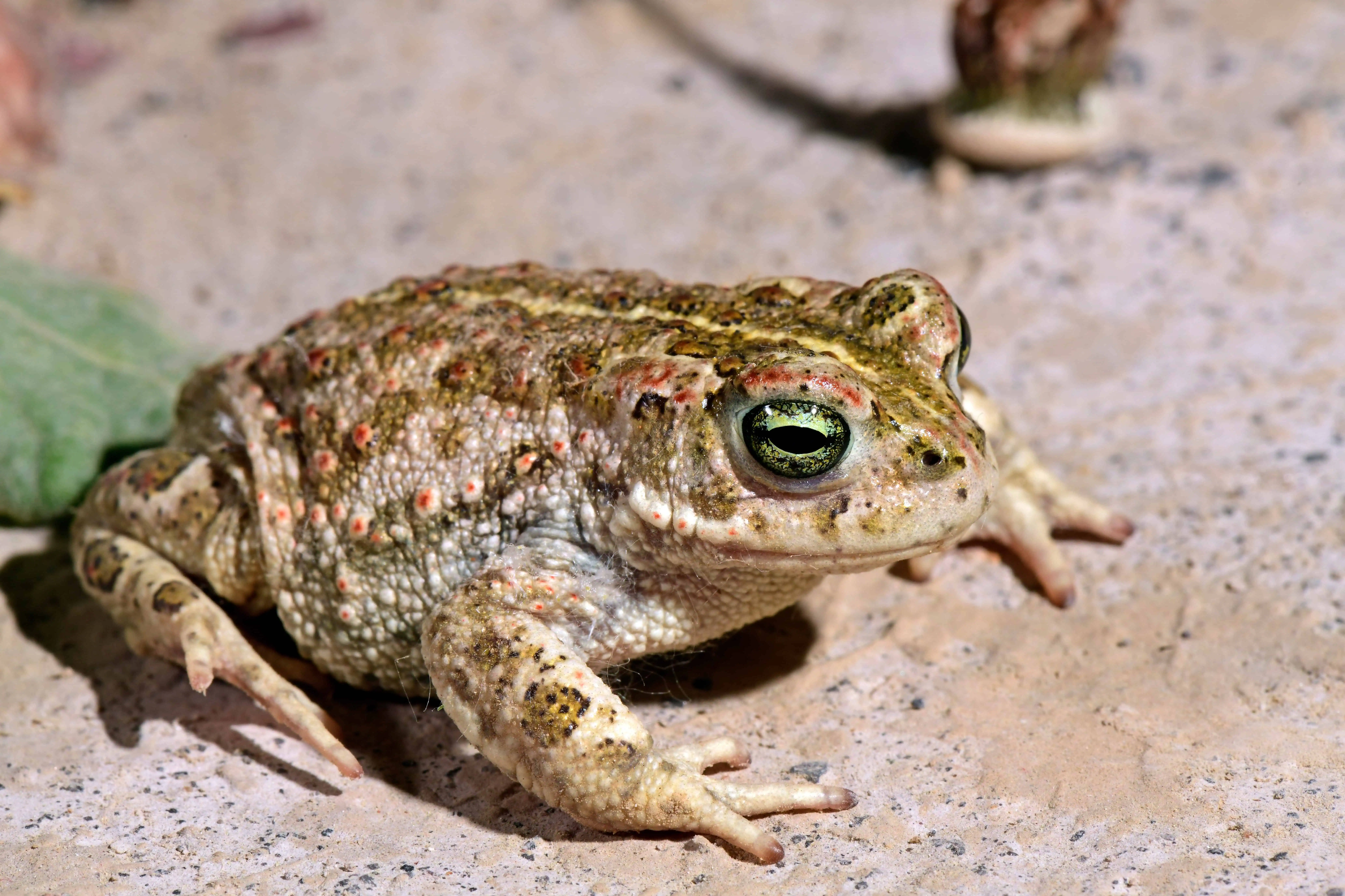 Natterjack toad / Kreuzkröte (Epidalea calamita, Bufo calamita)