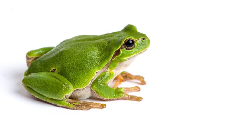 Laubfrosch AdobeStock 102807319