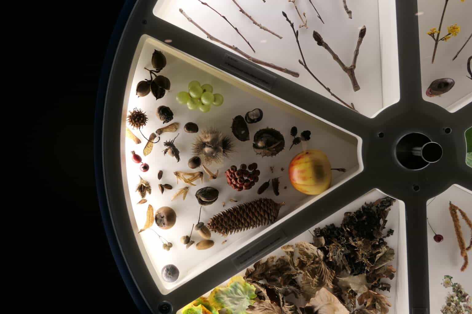 Sammlungen im Pfalzmuseum Bad Dürkheim Botanik, Zoologie und