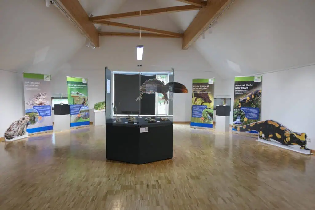 Das Bild zeigt einen Einblick in die Sonderausstellung "Taucher, Schwimmer, Wandersleut'". Zu sehen sind Ausstellungs-Roll-Ups mit verschiedenen Amphibien sowie eine Vitrine, in der lebensnahe Modelle der Arten zu sehen sind.