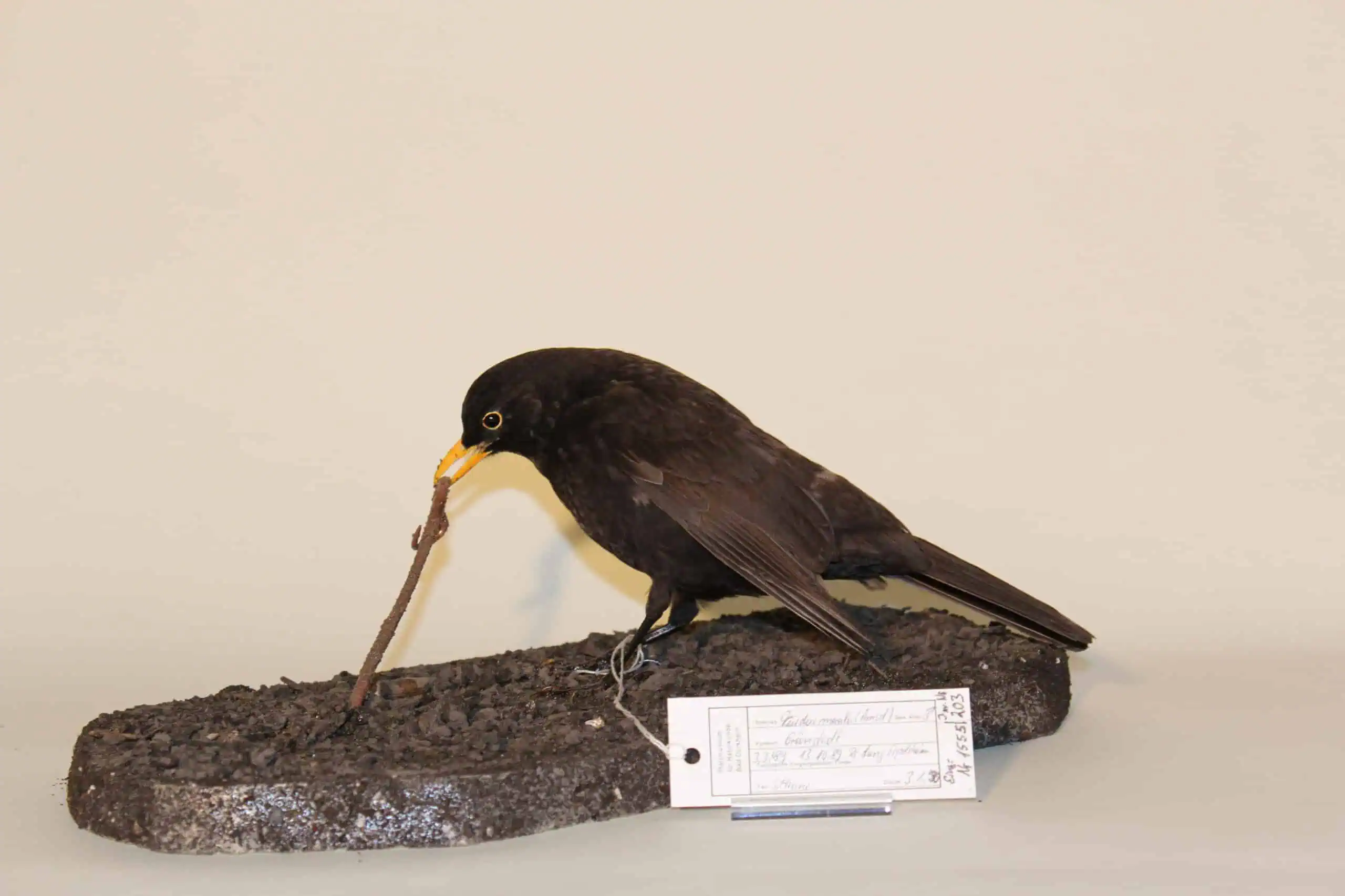 Poll.Inv .Nr . 203 Dermoplastik Amsel Silke John scaled