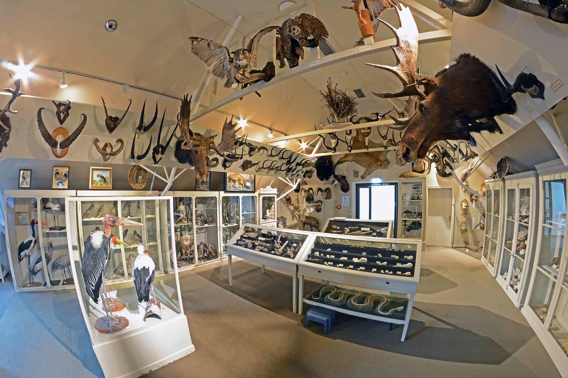 Raritaetenkabinett Fischauge