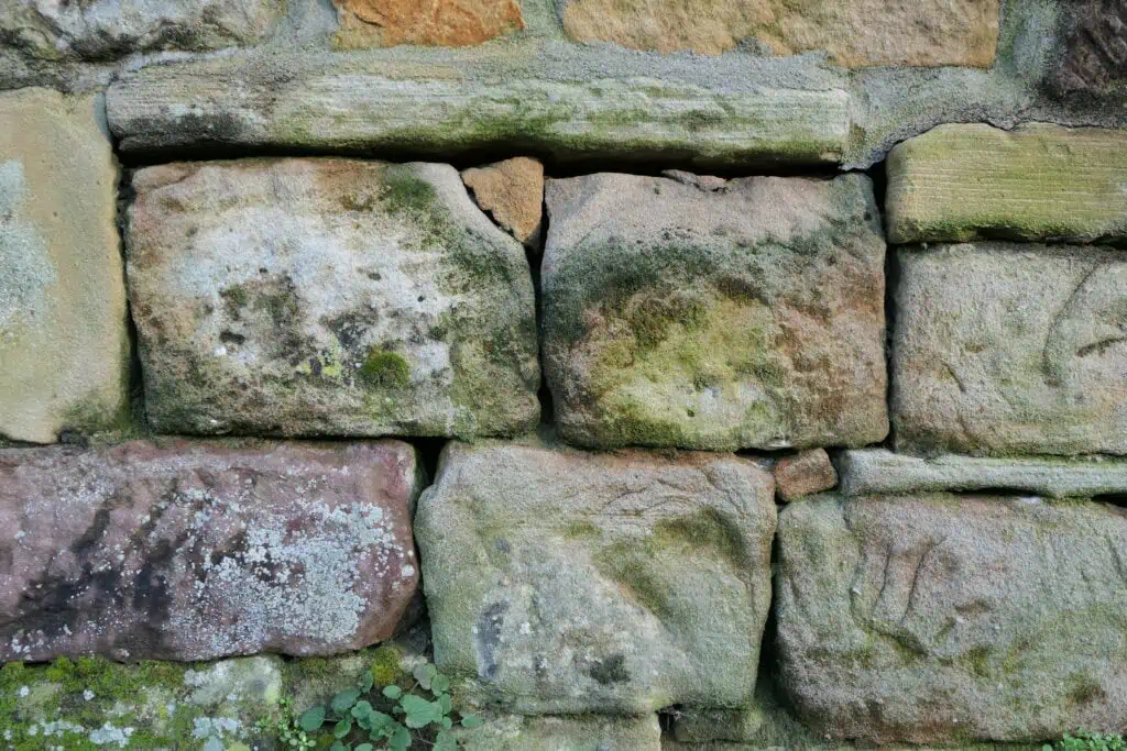 Bildquelle: Pfalzmuseum für Naturkunde